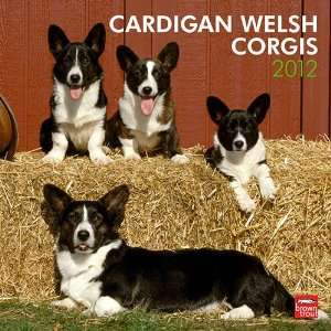    Cardigan Welsh Corgis 2012 Wall Calendar 12 X 12