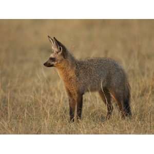  Bat Eared Fox Standing in Early Morning Light, Masai Mara 