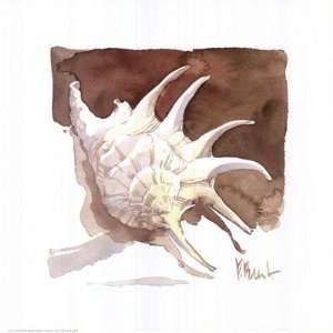   Spider Conch Finest LAMINATED Print Paul Brent 11x11