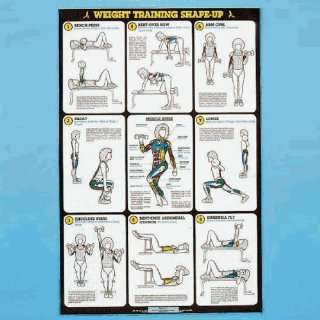   Self   Instruction Weight Training Poster   Free   Weight Exercises