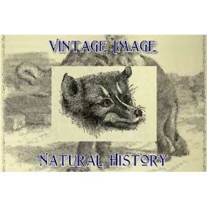   Vintage Natural History Image Head of Wallaces Fox Bat