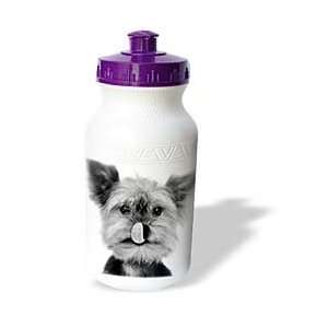 VWPics Dogs n Cats   Yorkshire terrier   Water Bottles:  