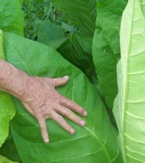 Easy to grow this large leaf tobacco can be grown in pots on your 