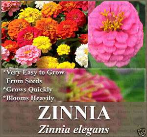 ZINNIA CALIFORNIA MIX   HEAVY BLOOM Flower Seeds BULK~~  