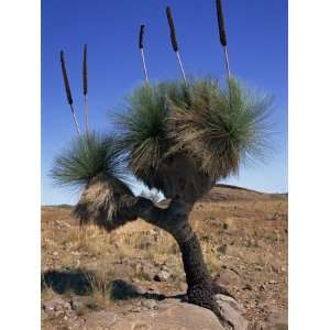  Tree Like Yakka Plant, Flinders Range, South Australia 