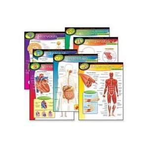 The Human Body Charts, 17x22, Multicolor   Sold as 1 PK   Human Body 
