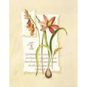  Belladonna Lily    Print