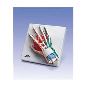  Deluxe Hand and Wrist Model 