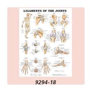 Anatomical Charts   Basic Anatomy, Hand and Wrist Chart   Model 928197 