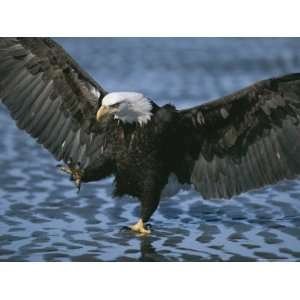  Bald Eagle Catching Small Fish on Mud Flats at Low Tide 