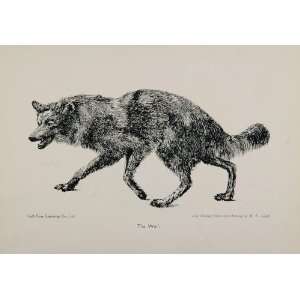  1910 Wolf Original Print Pen Drawing M. E. Lloyd RARE 