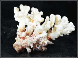 6LB / 6 White Coral Septastraea Deep Sea Fossil  