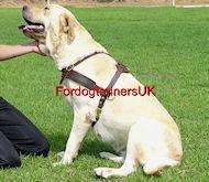 Tracking Walking Leather Dog Harness H5   Labrador  