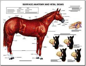 Equine Surface Anatomy Wall Chart #1 LFA #2536 Horse  