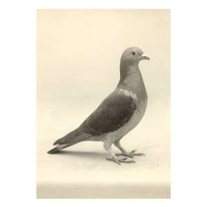  Homing Pigeon Premium Giclee Poster Print, 18x24