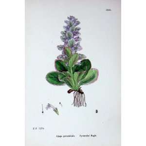  Botany Plants C1902 Pyramidal Bugle Ajuga Flowers