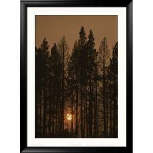  The Sun Sets Behind a Smoke Choked Wood of Lodgepole Pines 