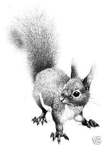 Squirrel rubber stamp WM 1.8x2.5  