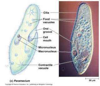 To continue reading information regarding paramecium, just scroll 