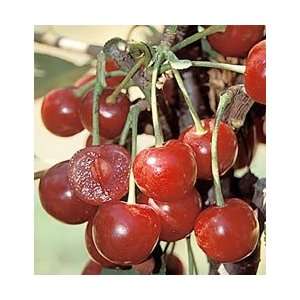  English Morello Cherry Tree: Patio, Lawn & Garden