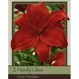  Asiatic Lily Gran Paradiso Pack of 2 Bulbs Patio, Lawn 