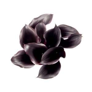  Dark Purple Mini Calla Lilies 40 Stems: Patio, Lawn 
