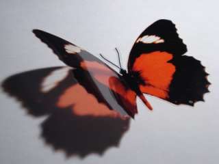 3D Red Lacewing Butterfly Suncatcher Mirror Window  