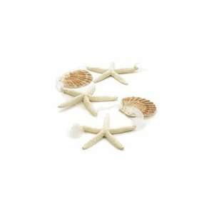  Hillhouse Naturals Shells Collection Secluded Island 