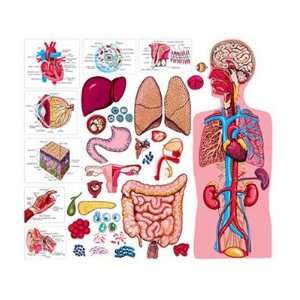 The Human Body & Anatomy:  Industrial & Scientific