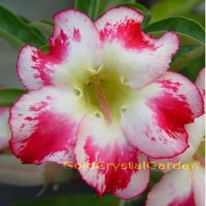   Grafted Adenium Desert Rose Peace LiLi 3 ~ 4 Years House Plant Bonsai