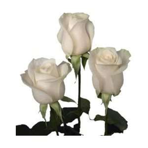  Vendela White/Ivory Rose 20 Long   100 Stems: Arts 