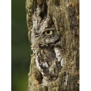  Eastern Screech Owl in Gray Phase (Otus Asio), Eastern USA 