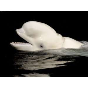 Beluga White Whale Surfacing, Vancouver Aquarium, Canada Photographic 