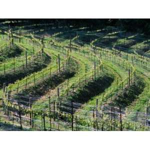  Serpentine Grapevines in Napa Valley Wine Country, California, USA 