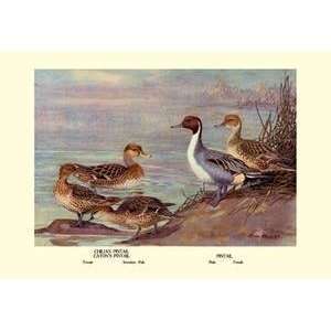  Vintage Art Pintail Ducks   08873 7