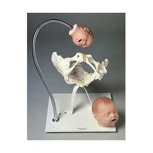 Pelvic Bone with Fetal Heads on Stand  Industrial 