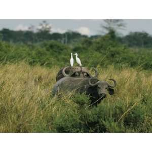  Two Cattle Egrets Stand Atop a Cape Buffalo Photographic 