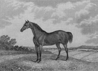 SPORTS TROTTING MARE. Horse racing print. 1830s  