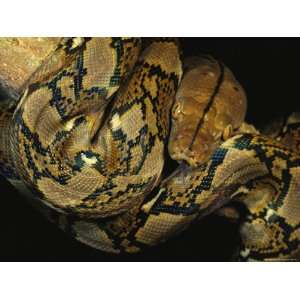  A Reticulated Python Wound Around a Tree Branch Stretched 