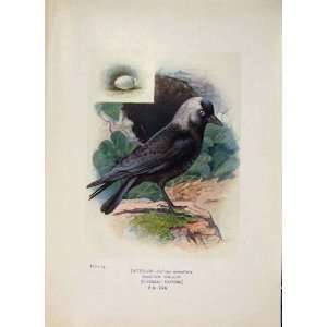  Jackdaw Bird Egg Colour Antique Old Print Fine Art 1910 