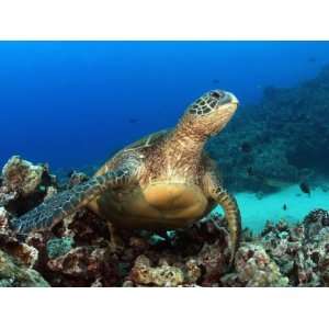  Green Sea Turtle, Chelonia Mydas, Resting on a Coral Reef 