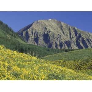 Mountain Sunflowers, Gunnison National Forest, Colorado, USA Premium 