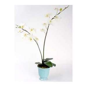  Arteflorum Silk Orchid Pot PhalaenopsisOPP29x