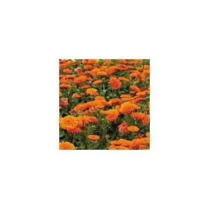  Pot Marigold Mandarin Twist Patio, Lawn & Garden