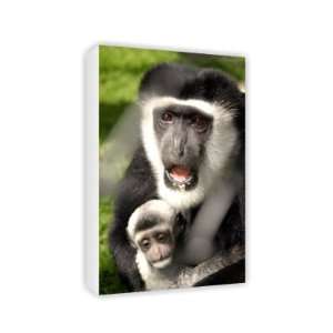  A colbus monkey with baby, Twycross Zoo,   Canvas 