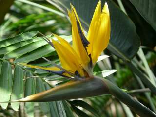 Yellow Bird of Paradise Mandelas Gold Tropical Plant  