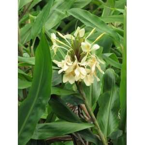 ) Ginger Plant Root (Rhizome)   When purchasing Hawaiian ginger plant 
