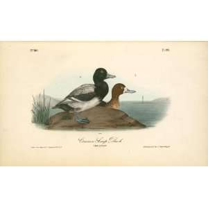     24 x 14 inches   Common Scaup Duck. 1. Male. 2.