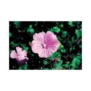  Tree Mallow (Lavatera trimestris) Seed   By The Pound 