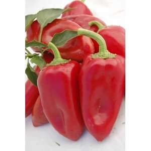  Early Red Roaster Pepper (Hybrid) Seeds Patio, Lawn 